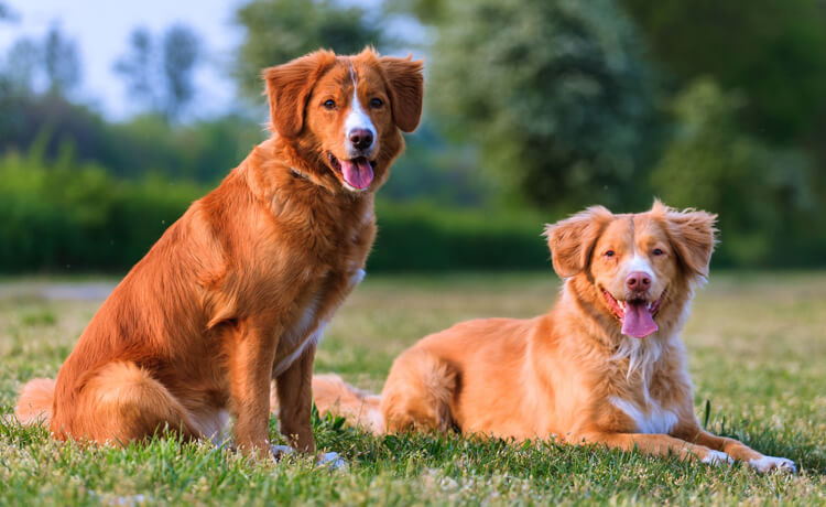 Nova Scotia Duck Tolling Retriever